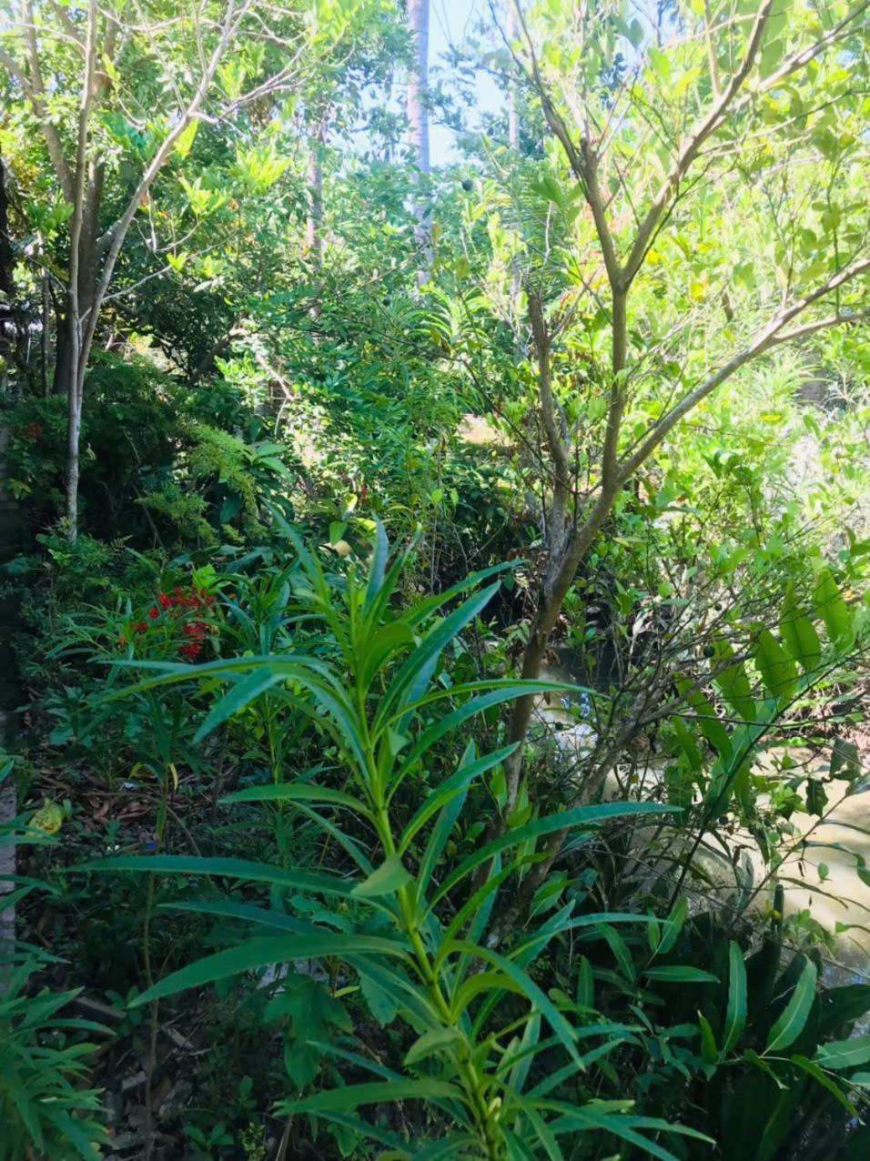 Ba Danh Homestay & Kitchen - Ben Tre Mekong Exteriör bild
